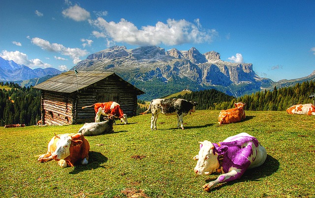 vaca roxa